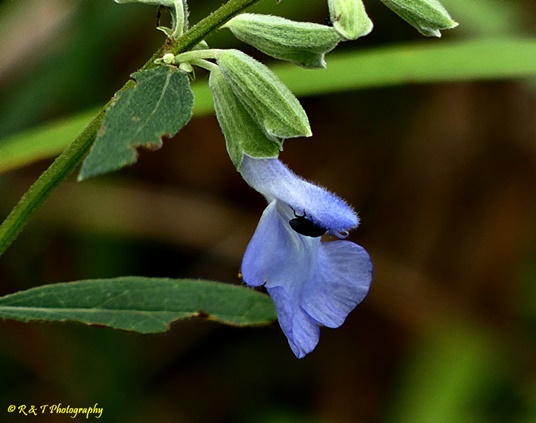 {Salvia azurea}